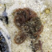 photo of Common Sydney Octopus (Octopus tetricus)