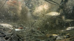 Megalops cyprinoides