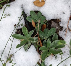 Lupinus cervinus