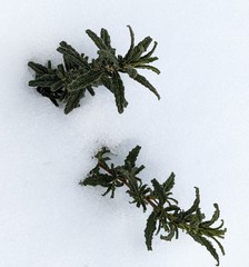 Ceanothus papillosus