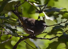 Leiothlypis crissalis
