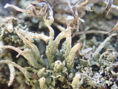 Cladonia glebosa