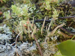 Cladonia glebosa