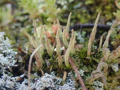 Cladonia glebosa