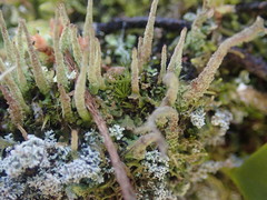 Cladonia glebosa