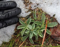 Lupinus cervinus