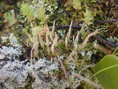 Cladonia glebosa