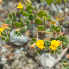 Acmispon wrangelianus