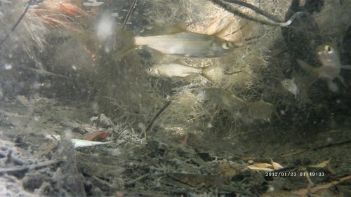 Megalops cyprinoides