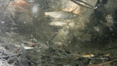 Megalops cyprinoides