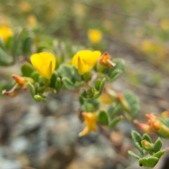Acmispon wrangelianus