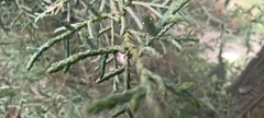 Cupressus torulosa