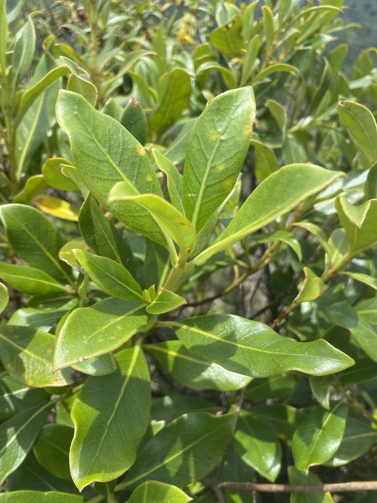 Coprosma dodonaeifolia
