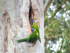 Trichoglossus moluccanus moluccanus