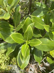 Coprosma dodonaeifolia