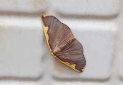 Nothomiza flavicosta