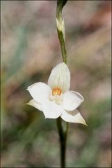 Thelymitra brevifolia