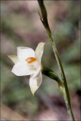 Thelymitra brevifolia