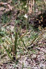 Thelymitra brevifolia