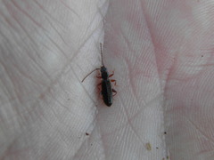 Dendrophagus crenatus