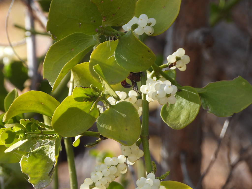 broadleaf mistletoe