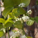 Phoradendron macrophyllum - Photo (c) Jared Shorma,  זכויות יוצרים חלקיות (CC BY), הועלה על ידי Jared Shorma
