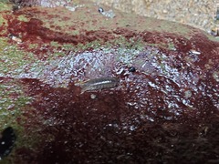 Cirolana harfordi