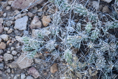 Grusonia grahamii