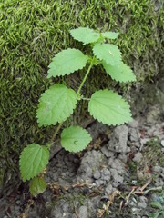 Hesperocnide tenella