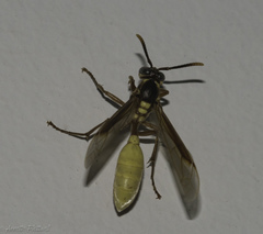 Apoica pallens image