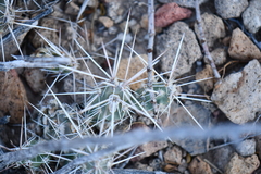 Grusonia grahamii
