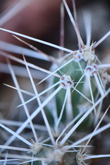 Grusonia grahamii