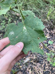Hibiscus diversifolius
