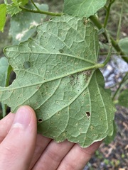 Hibiscus diversifolius
