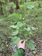 Hibiscus diversifolius