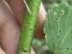 Hibiscus diversifolius