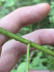 Hibiscus diversifolius