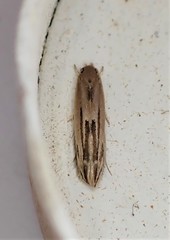 Amphixystis hapsimacha