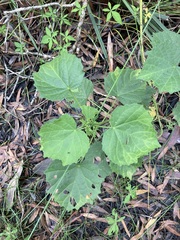 Hibiscus diversifolius