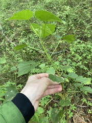 Hibiscus diversifolius