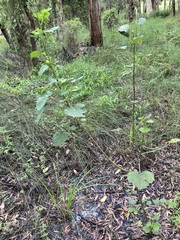 Hibiscus diversifolius