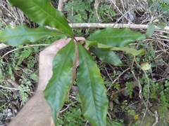 Eupomatia bennettii