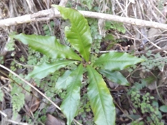 Eupomatia bennettii