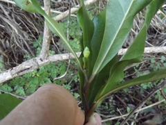 Eupomatia bennettii
