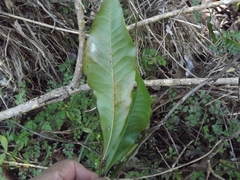Eupomatia bennettii