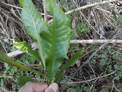 Eupomatia bennettii