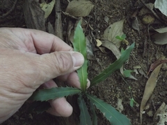 Macadamia tetraphylla