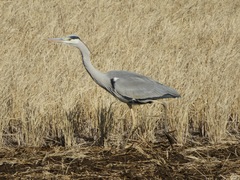 Ardea cinerea