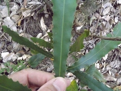 Macadamia tetraphylla