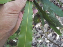 Macadamia tetraphylla